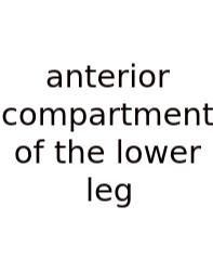 Anterior Compartment Of The Lower Leg