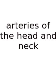 Arteries Of The Head And Neck