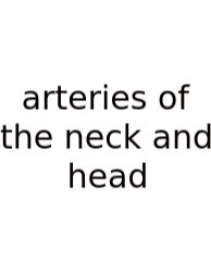 Arteries Of The Neck And Head