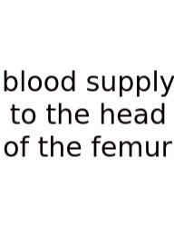 Blood Supply To The Head Of The Femur