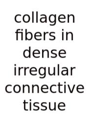Collagen Fibers In Dense Irregular Connective Tissue