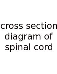 Cross Section Diagram Of Spinal Cord