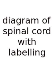 Diagram Of Spinal Cord With Labelling