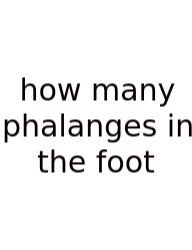 How Many Phalanges In The Foot
