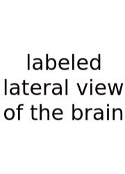 Labeled Lateral View Of The Brain