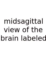 Midsagittal View Of The Brain Labeled