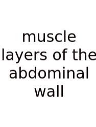 Muscle Layers Of The Abdominal Wall
