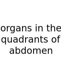 Organs In The Quadrants Of Abdomen