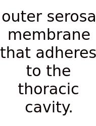 Outer Serosa Membrane That Adheres To The Thoracic Cavity.