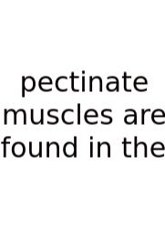 Pectinate Muscles Are Found In The
