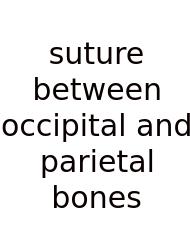 Suture Between Occipital And Parietal Bones