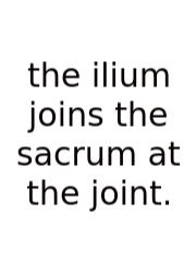 The Ilium Joins The Sacrum At The Joint.