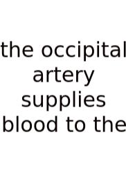 The Occipital Artery Supplies Blood To The