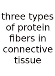 Three Types Of Protein Fibers In Connective Tissue