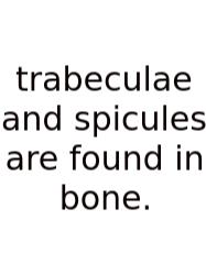 Trabeculae And Spicules Are Found In Bone.