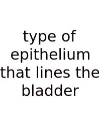 Type Of Epithelium That Lines The Bladder