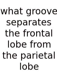 What Groove Separates The Frontal Lobe From The Parietal Lobe