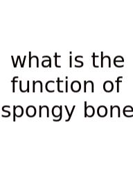 What Is The Function Of Spongy Bone