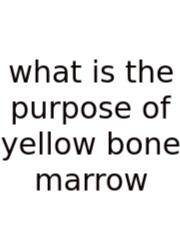 What Is The Purpose Of Yellow Bone Marrow