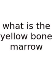 What Is The Yellow Bone Marrow