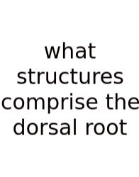 What Structures Comprise The Dorsal Root
