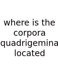 Where Is The Corpora Quadrigemina Located