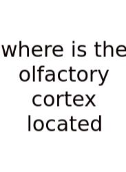 Where Is The Olfactory Cortex Located