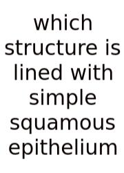 Which Structure Is Lined With Simple Squamous Epithelium